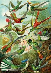 Hummingbirds ( sinek kuşları ) puzzle 1500 parça
